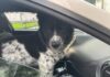 Hitzefalle Auto – Lebensgefahr für alle Lebewesen in geschlossenen Autos!