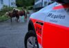 Riethüsli SG – Drei Ponys ausgebüxt