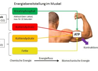 Vom Körperfett zur Körperenergie