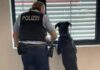 Köln – Zugfahrender Hund durch Bundespolizei an Halterin vermittelt