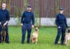 Läufelfingen BL – Peter Aebi und „Ace“ gewinnen die Polizeihundeprüfung der Kantone Basel-Stadt und Basel-Landschaft