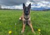 Zug – Polizeihund Chevy hilft einen Einbrecher zu verhaften