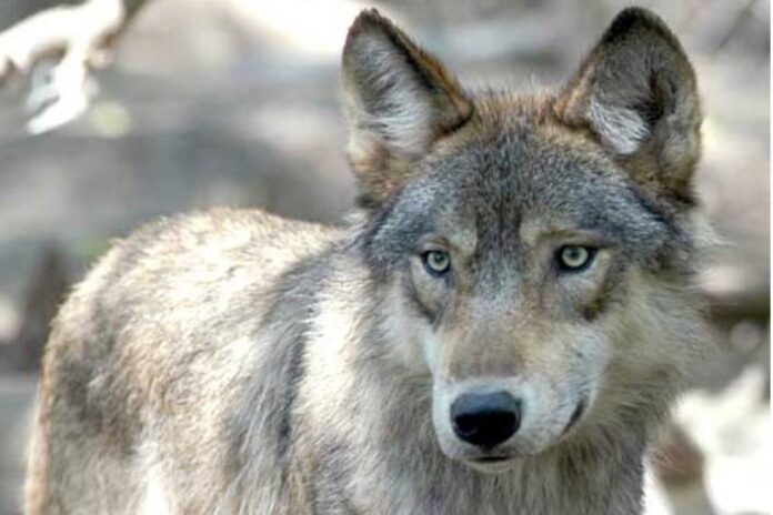 kanton-graubunden-proaktive-wolfsregulation-wird-nach-beschwerden-gestoppt