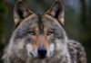 Wallis – Junger Wolf im Rahmen der proaktiven Wolfsregulierung erlegt