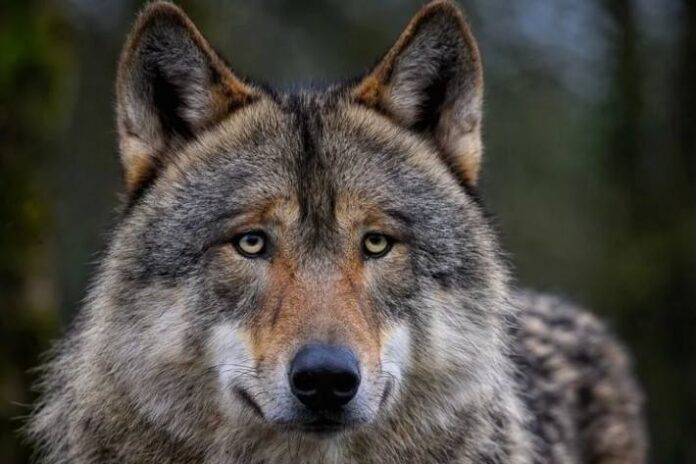 wallis-junger-wolf-im-rahmen-der-proaktiven-wolfsregulierung-erlegt