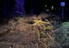 Sturm in Schermbeck NW – Baum auf die Fahrbahn gestürzt