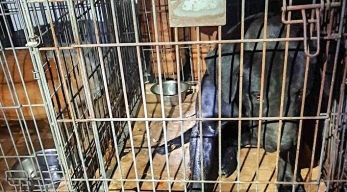 Bad Bentheim – Verwahrloste Hunde gerettet
