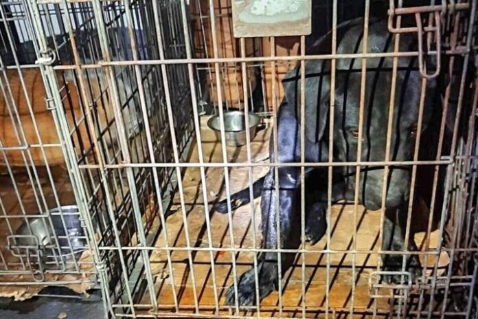 bad-bentheim-verwahrloste-hunde-gerettet