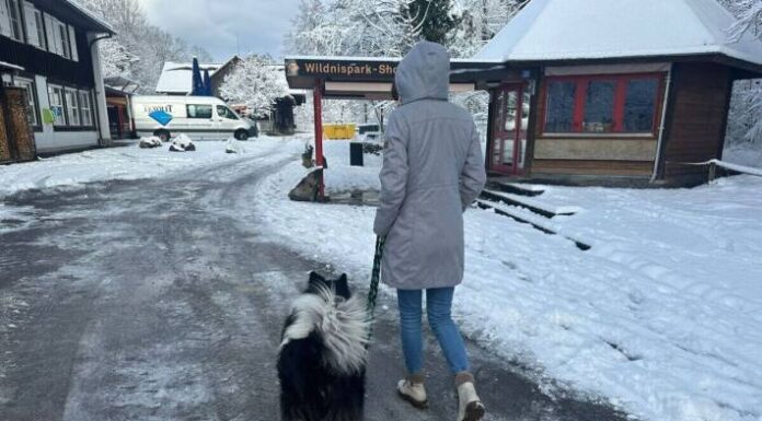 Hundehalter aufgepasst – Das gilt bezügich der Leinenpflicht in der Schweiz