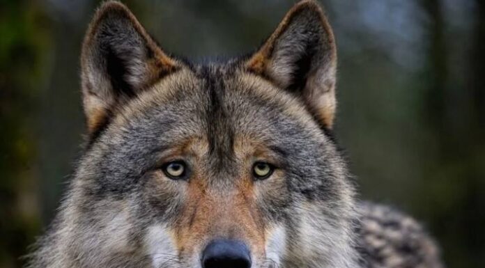 Jungwolf des Kärpfrudels wurde erlegt
