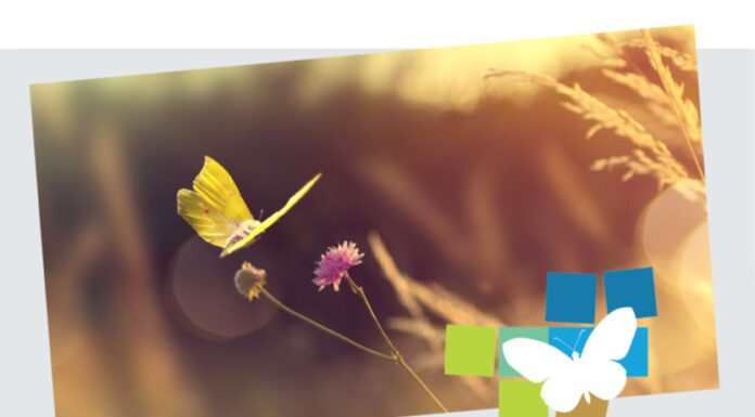 Mission B und TierWelt: Preis für Biodiversität «Goldener Schmetterling 2024»