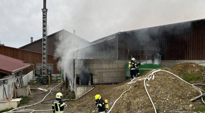 Oppikon TG – Mehrere Schweine sterben bei Brand