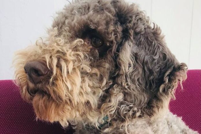 chur-gr-mann-nimmt-fremden-hund-an-sich