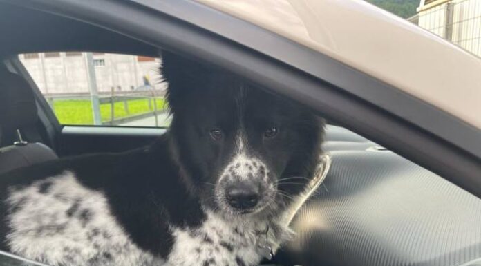 Das Auto als Hitzefalle – Gefährde nicht deinen Hund!
