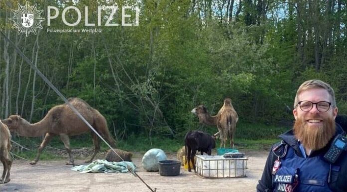 Kaiserslautern RP – Kamel und andere Zirkustiere ausgebüxt