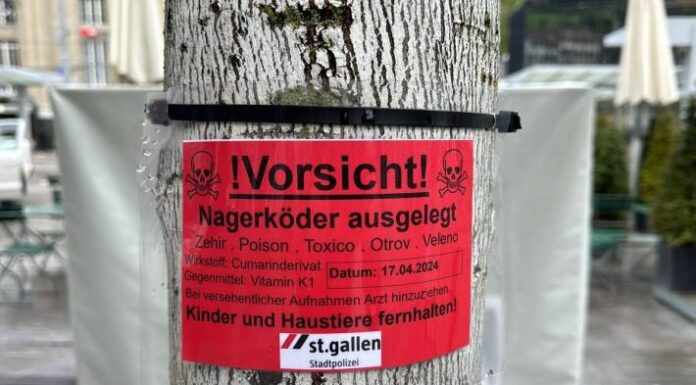St.Gallen – Mehrere Ratten auf dem Kornhausplatz – Stadt ergreift Massnahmen