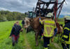 Wachtberg NW – Kuh aus Bachlauf befreit