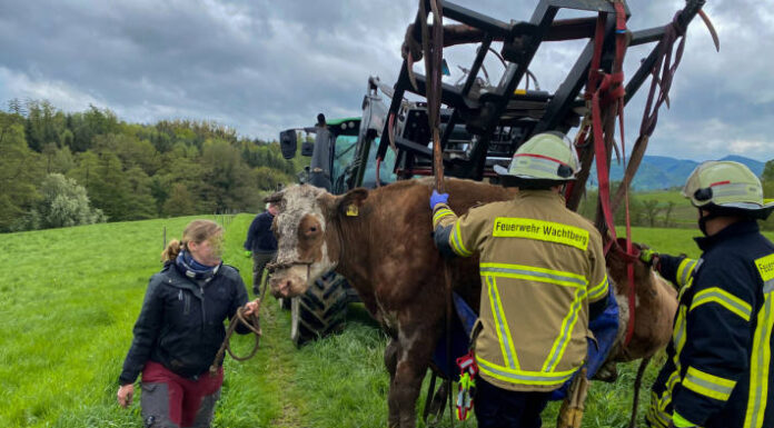 Wachtberg NW – Kuh aus Bachlauf befreit